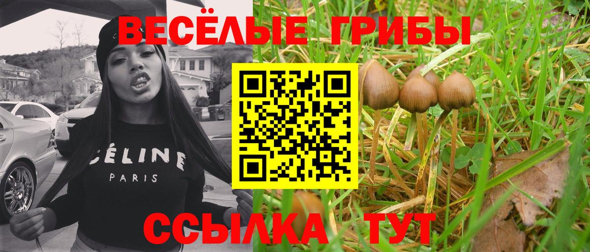 Электрогорск  Галлюциногенные грибы Psilocybine cubensis  Вход с VPN 